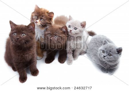 Five Cute Brititsh Kittens