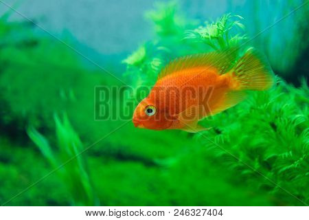 Red Blood Parrot Cichlid In Aquarium Plant Green Background. Goldfish, Funny Orange Colorful Fish -
