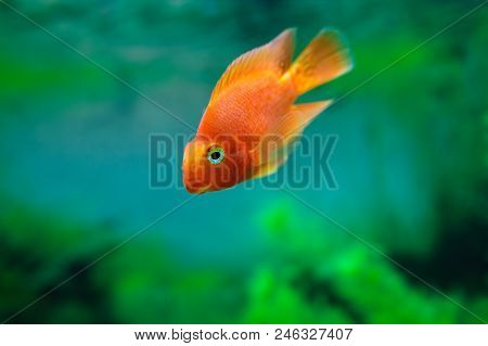 Red Blood Parrot Cichlid In Aquarium Plant Green Background. Funny Orange Colourful Fish - Hobby Con