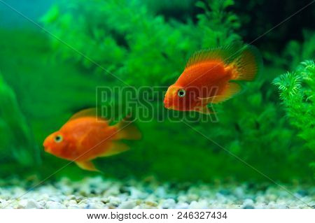 Red Blood Parrot Cichlid In Aquarium Plant Green Background. Goldfish, Funny Orange Colorful Fish -
