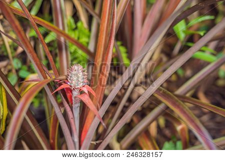 A Red Pineapple Growing At The Plantation, Malaysia.