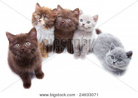 Five Cute Brititsh Kittens