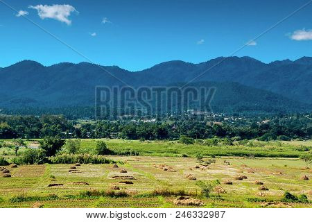 Rice Fields In The Valley In Daytime.