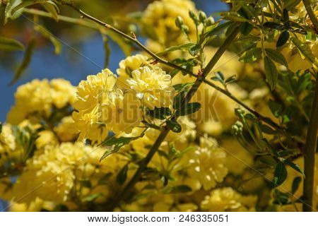 Rosa Foetida. Persian Yellow Rose In Eram Garden. Shiraz. Iran