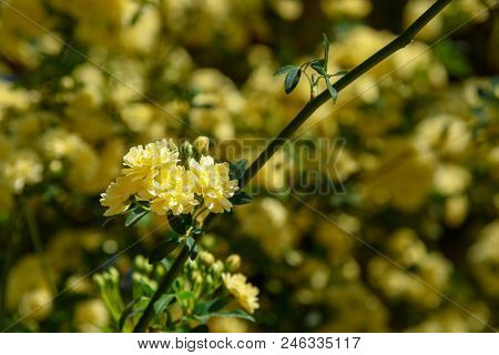 Rosa Foetida. Persian Yellow Rose In Eram Garden. Shiraz. Iran