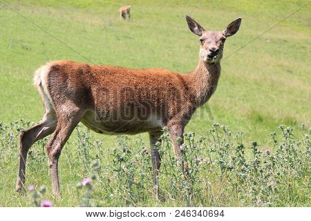 Specimen Of A Female Deer  From Tirol