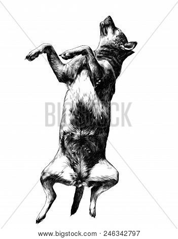 Dog In Full Growth Lies Belly Up And Resting With Closed Eyes With Raised Snout, Sketch Vector Graph