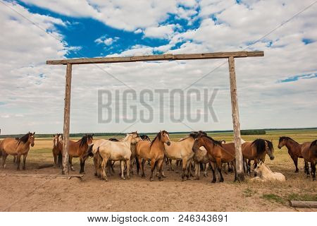 Herd Of Horses In Pasture In Summer.