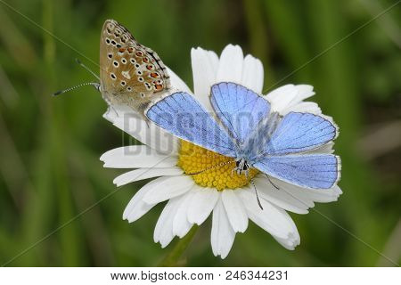 Adonis Blue Butterfly - Lysandra Bellargus 
Pair On Oxeye Daisy - Leucanthemum Vulgare