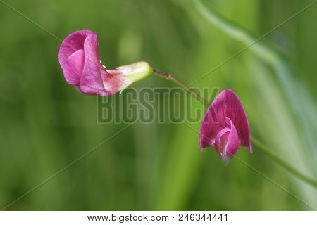 Grass Vetchling - Lathyrus Nissolia
Two Pink Flowers