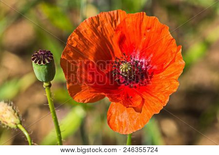 Poppy Fields Of The Pskov Region. Poppies And Wheat On The Russian Fields.