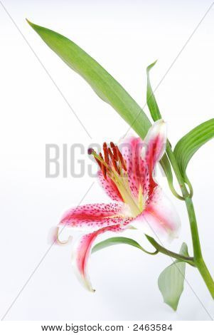 Lilly On White Background