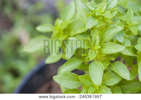 Greek Basil (minimum Basilicum) Herb Close Up Shot