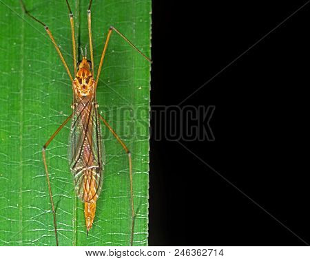 Macro Photography Of Orange Crane Fly On Green Leaf With Space For Text