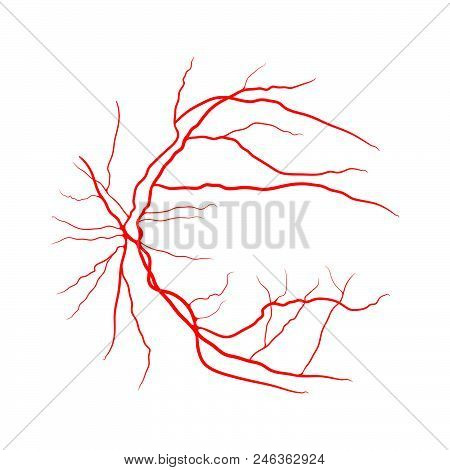 Eye Vein System X Ray Angiography Vector Design Isolated On White