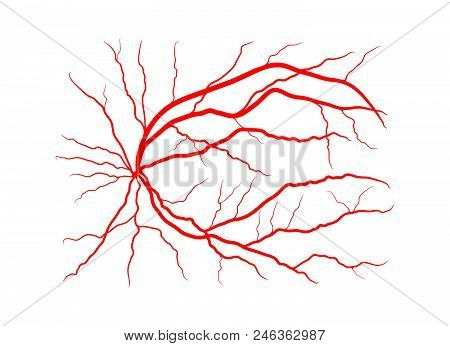 Eye Vein System X Ray Angiography Vector Design Isolated On White