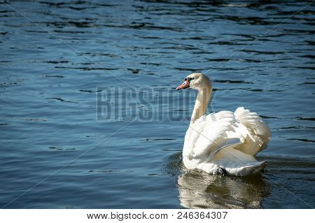 Cygnus Olor (the Mute Swan) Swimming On A Sea