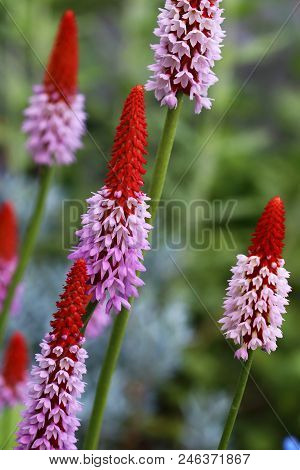 Primula Vialii Blooms In The Summer From June To August With Red Purple Flowers