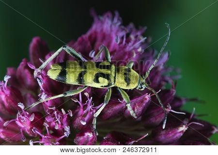 Yellow Longhorn Beetle, Chlorophorus Varius On The Purple Flower