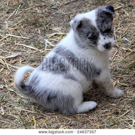 travessuras de cachorro
