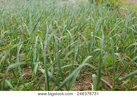 Sapling Of Garlic. Ripe Of Green Garlic Sprouts Farm. Organically Cultivated Garlic Plantation In Ve