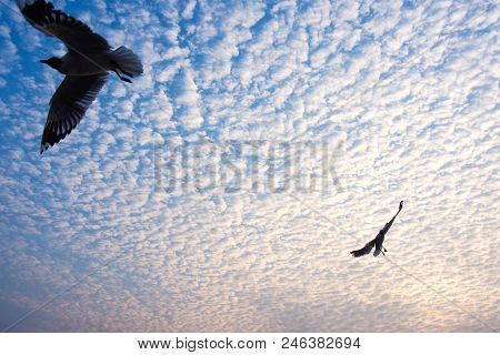 Seagulls Flying With Cloudy Sky In Sittwe Myanmar