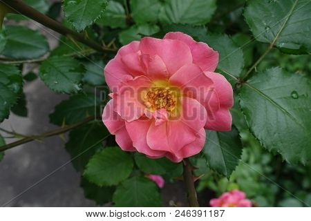 One Semi Double Coral Rose With Yellow Center