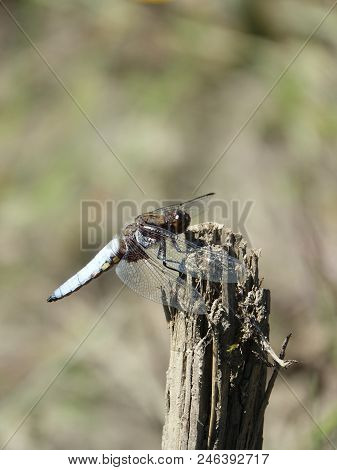 Male Broad Bodied Chaser Resting On Stump Next To Small Pond
