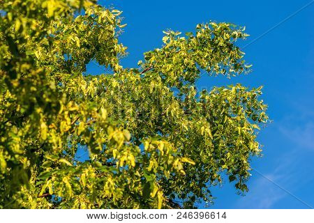 Flowering Linden Tree On A Background Of Blue Sky