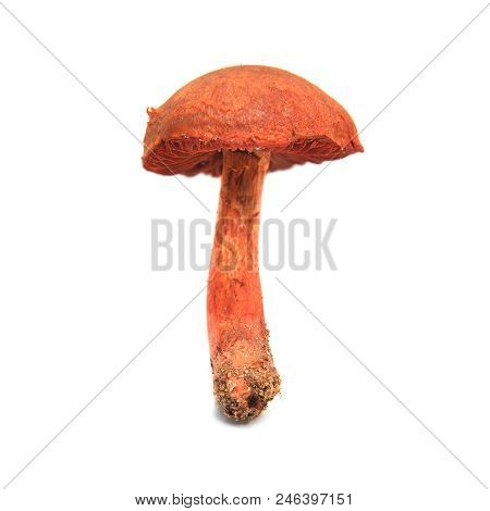 Cortinarius Phoeniceus Mushroom Isolated On White Background