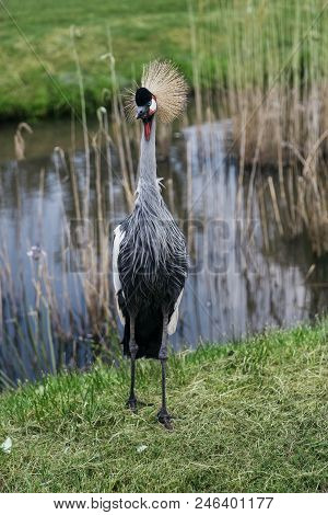 Grey Crowned Crane