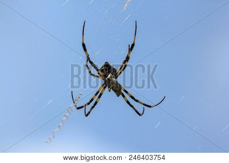 Multi-colored Argiope Spider Is High In Nature.