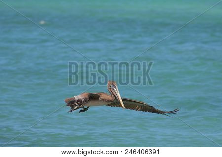 Large Pelican Sreading Its Wings Wide While Flying