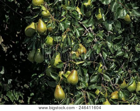 Branch Of A Pear Tree With Yellow Fruits. Summer Mood. Live Photo.