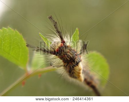 Caterpillar On A Stalk Of A Plant. Fluffy Caterpillar Climbs On A Branch. View Of The Worm From The 