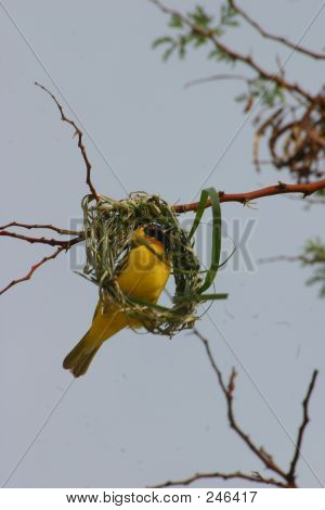 Weaver