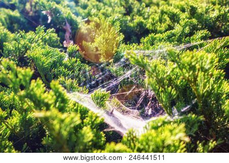 Web In The Bush In The Morning Sun.