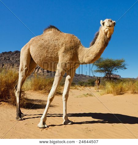 Cammello nel deserto del Sahara