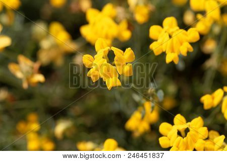 Flowers Of Coronilla Minima