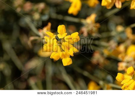 Flowers Of Coronilla Minima