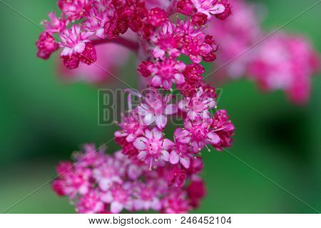 Macro Photo Of Rodgersia Pinnata