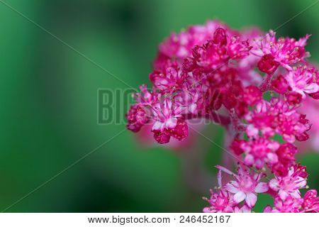Macro Photo Of Rodgersia Pinnata