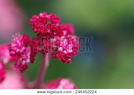 Macro Photo Of Rodgersia Pinnata