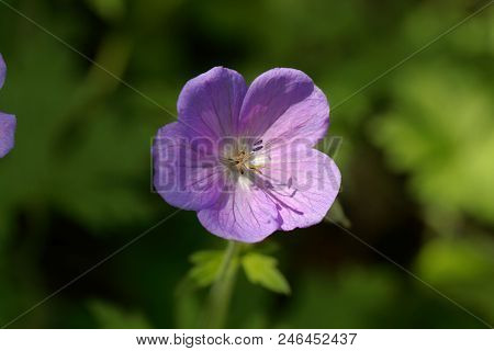 Flower Of Himalayan Or Lilac Cranesbill (geranium Himalayense)