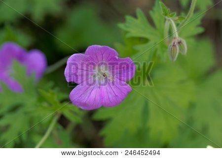 Flower Of Himalayan Or Lilac Cranesbill (geranium Himalayense)