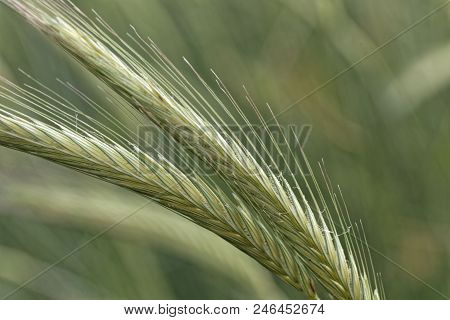 Rye Spike (secale Cereale) In A Field.