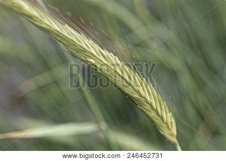 Rye Spike (secale Cereale) In A Field.