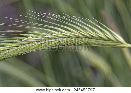 Rye Spike (secale Cereale) In A Field.