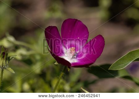 Purple Poppy-mallow (callirhoe Involucrata)