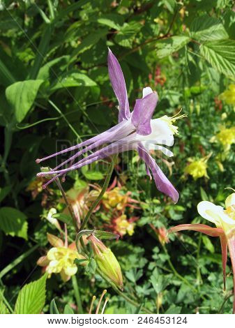 Flowers Of White And Purple Aquilegia In The Spring Garden. Gardening In Ukraine